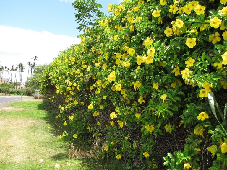 allamanda