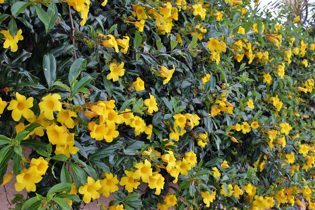 allamanda2