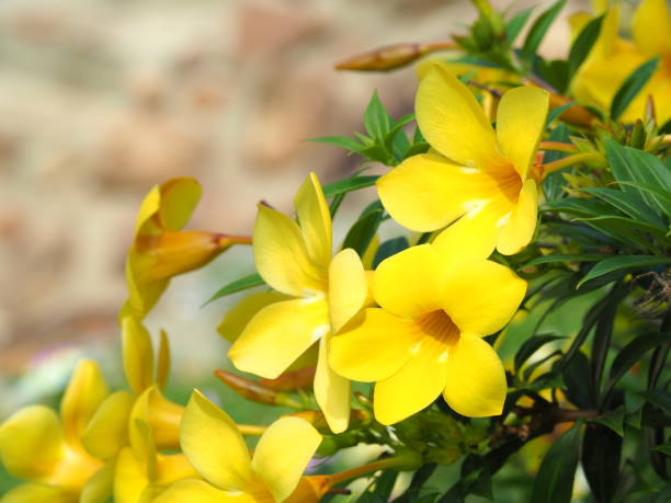 allamanda3