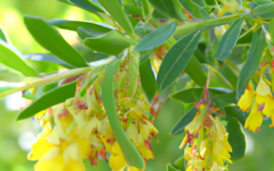 Corokia: Tutto quello che devi sapere
