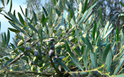 Albero di Olive: Coltivazione, Cura e Difesa dell’Olivo