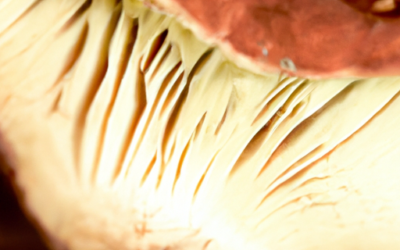 Boletus regius: Tutto quello che devi sapere – Guida