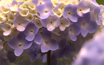 Hydrangea arborescens: Tutto quello che devi sapere – Guida