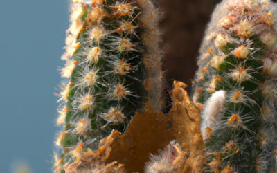 Cactus malato: Tutto quello che devi sapere