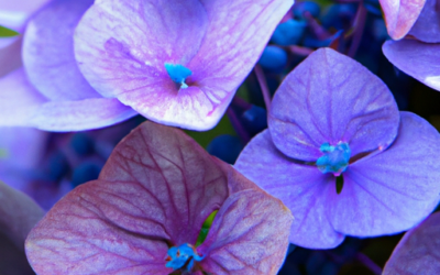 Ortensia viola: Tutto quello che devi sapere