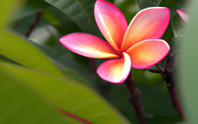 Plumeria pianta: Tutto quello che devi sapere