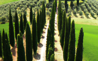 Siepe di cipressi: Tutto quello che devi sapere