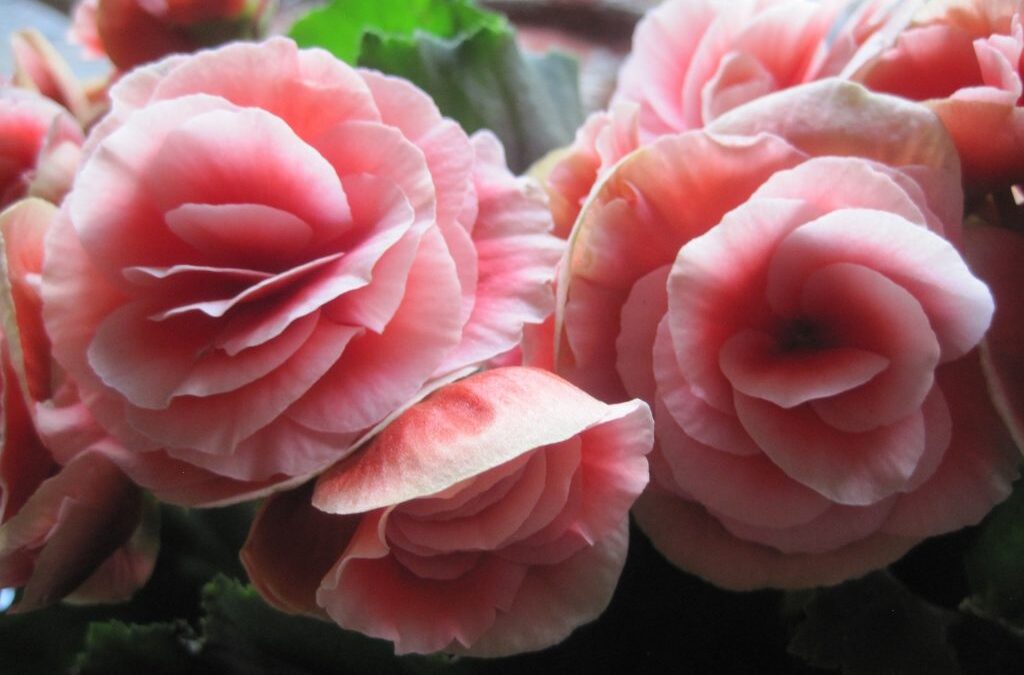 Begonia Semperflorens: Guida 2026 a Coltivazione e Cura