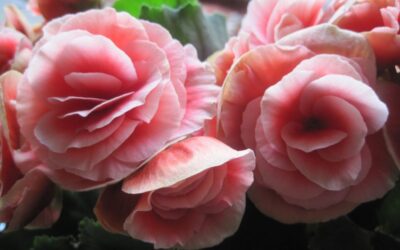 Begonia Semperflorens: Guida 2026 a Coltivazione e Cura