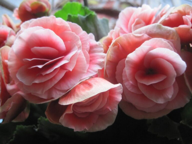 begonia 2