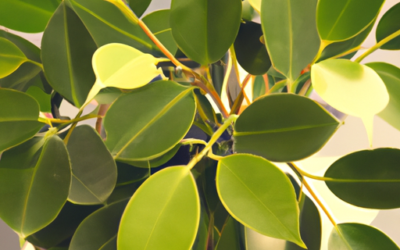 Pianta ficus: Tutto quello che devi sapere – Guida