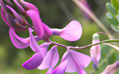 Pianta polygala: Tutto quello che devi sapere