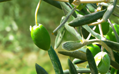 Olivo cipressino: Tutto quello che devi sapere