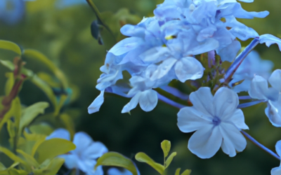 Plumbago auriculata: Tutto quello che devi sapere – Guida