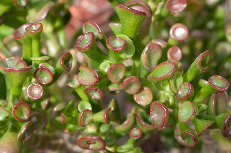 crassula portulacea
