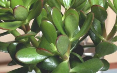 Crassula portulacea: Tutto quello che devi sapere