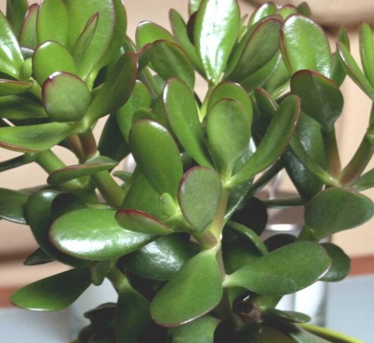 Crassula portulacea: Tutto quello che devi sapere