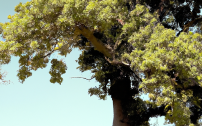 Alberi acero: Tutto quello che devi sapere