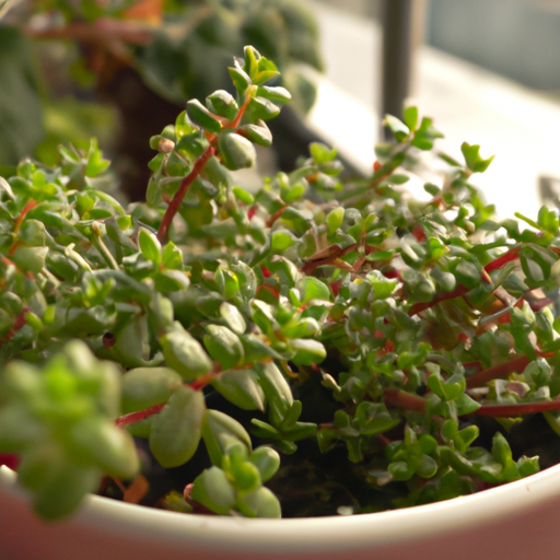Piante da terrazzo sempreverdi: Tutto quello che devi sapere 1 Piante da terrazzo sempreverdi: Tutto quello che devi sapere