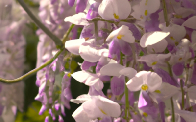 Fioritura glicine: tutto quello che devi sapere
