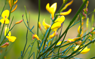 Spartium junceum: Tutto quello che devi sapere – Guida