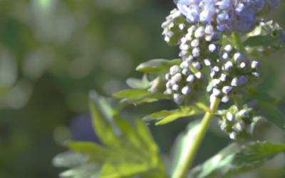 Caryopteris clandonensis: Tutto quello che devi sapere