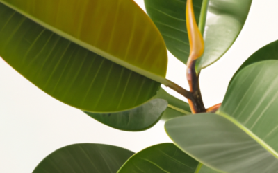 Pianta ficus: Tutto quello che devi sapere – Guida
