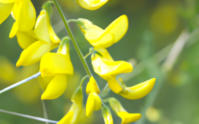 Ginestra fiore: Tutto quello che devi sapere – Guida