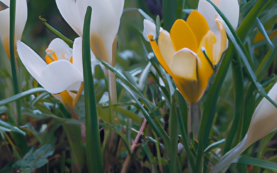 Verbene fiori: tutto quello che devi sapere