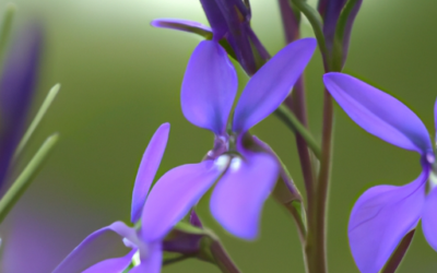 Lobelia erinus: Tutto quello che devi sapere – Guida