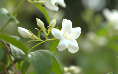 Jasminum officinale: Tutto quello che devi sapere – Guida