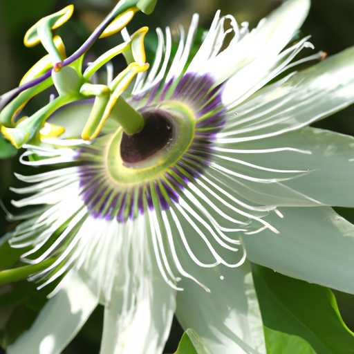 Passiflora fiore: Tutto quello che devi sapere