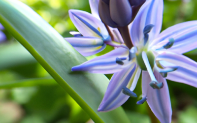Scilla peruviana: Tutto quello che devi sapere