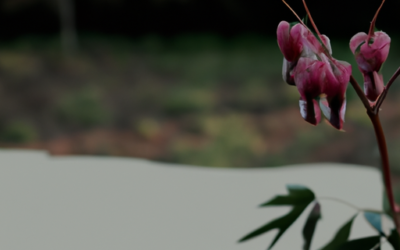 Dicentra spectabilis: Tutto quello che devi sapere – Guida