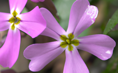 Aubrieta: Tutto quello che devi sapere – Guida