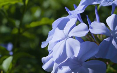 Plumbago auriculata: Tutto quello che devi sapere – Guida