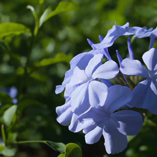 Plumbago auriculata: Tutto quello che devi sapere – Guida