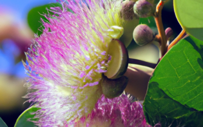 Eeiba speciosa: Tutto quello che devi sapere – Guida