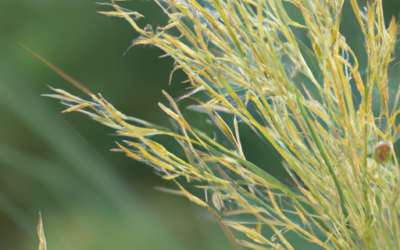 festuca glauca: Tutto quello che devi sapere – Guida