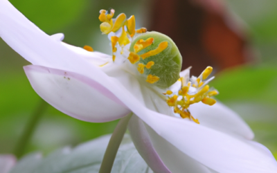 Anemoni giapponesi: Tutto quello che devi sapere
