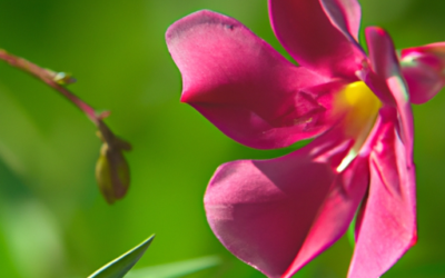 Mandevilla laxa: Tutto quello che devi sapere – Guida