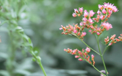 Piante ornamentali da giardino: Tutto quello che devi sapere – Guida