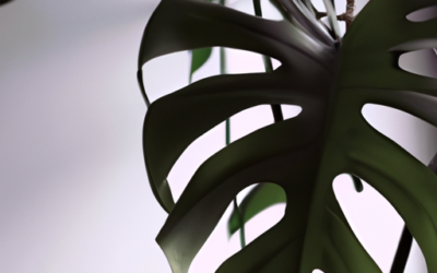Pianta monstera: Tutto quello che devi sapere – Guida