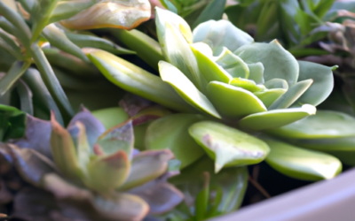 Piante da terrazzo sempreverdi: Tutto quello che devi sapere
