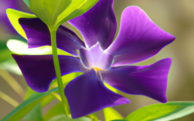 Vinca pianta: Tutto quello che devi sapere – Guida