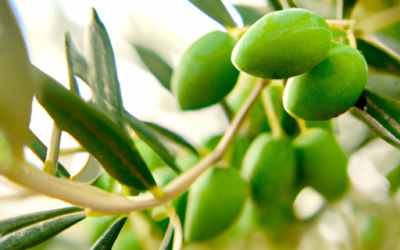 Leccino Olivo: Caratteristiche, Coltivazione e Impollinazione