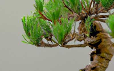 Bonsai carmona: Tutto quello che devi sapere – Guida