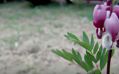 Dicentra spectabilis: Tutto quello che devi sapere – Guida