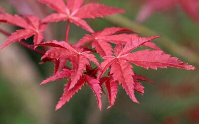 Albero acero: Tutto quello che devi sapere