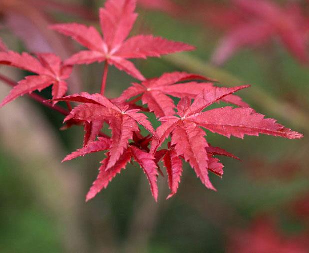 Albero acero: Tutto quello che devi sapere